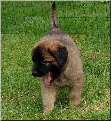 leonberger 078.jpg